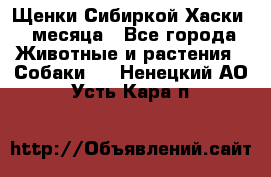 Щенки Сибиркой Хаски 2 месяца - Все города Животные и растения » Собаки   . Ненецкий АО,Усть-Кара п.